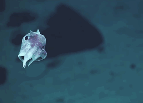 deep-sea-creatures-new-species-okeanos-explorer-1 deep-sea-creatures-new-species-okeanos-explorer-1