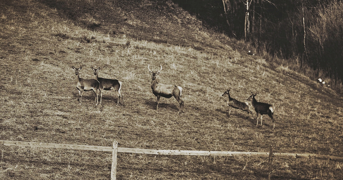 Deer Christmas: My Landscape Photography From Polish Countryside
