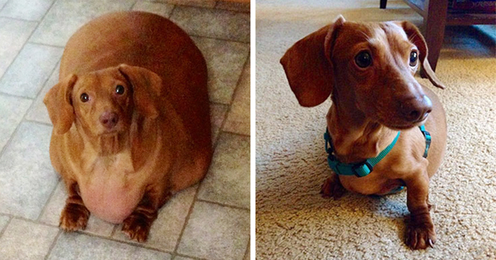 Dennis the Dieting Dog Loses 79% of His Body Weight With Healthy Habits