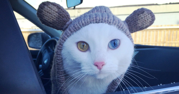 122 Unusually Beautiful Animals With Different-Colored Eyes