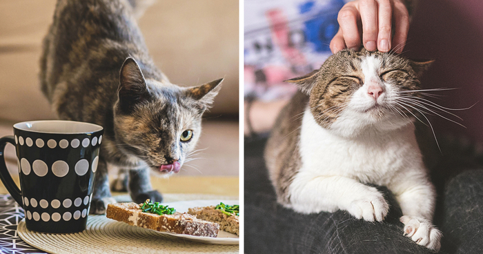 I Am Still A Cat: I Photograph Disabled Cats To Show They’re Still Awesome