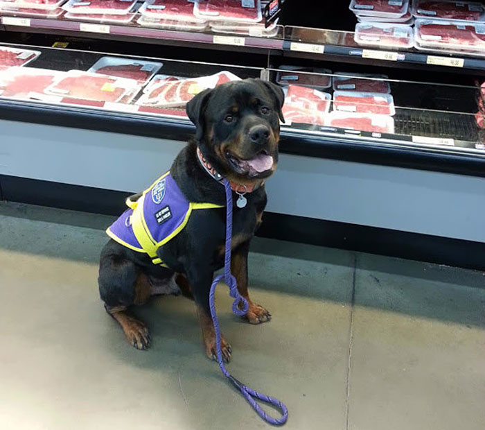 dog-asperger-meltdown-intervention-danielle-jacobs-10