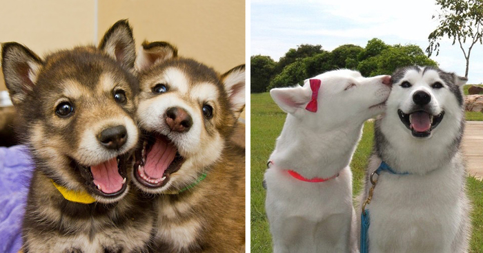 232 Dog Best Friends That Can’t Be Separated