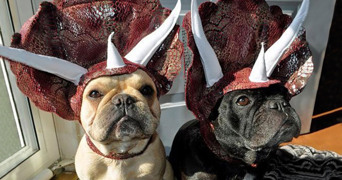 Turn Your Dog Into A Dinosaur With This Triceratops Costume
