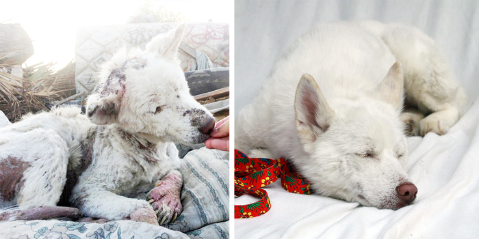 16 Before-And-After Photos Of Rescued Dogs