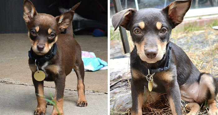 Before And After Photos Of My Rescued Dogs