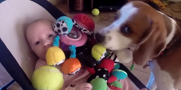 Watch This Dog’s Adorable Apology After He Steals A Baby Girl’s Toy