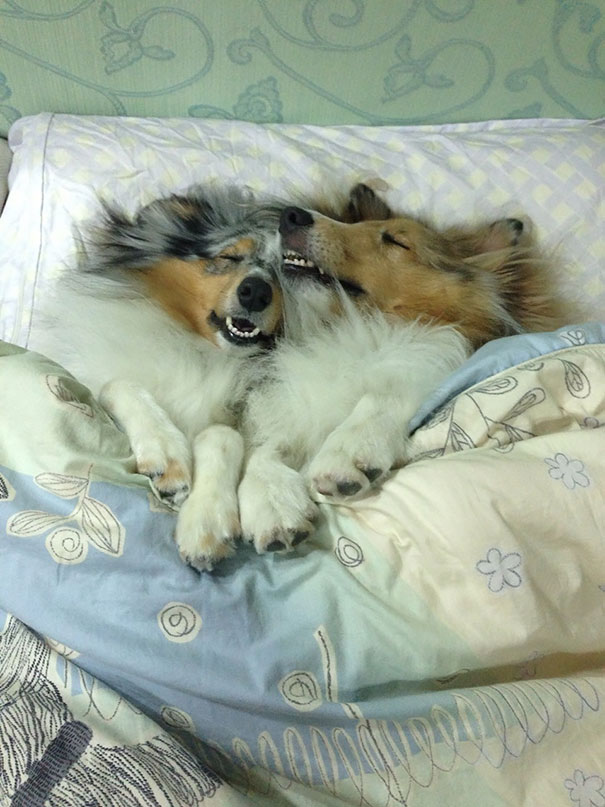 Dogs In Bed