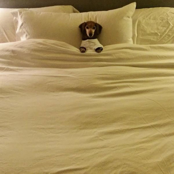 Dog In Bed