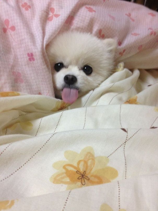 Dog In Bed