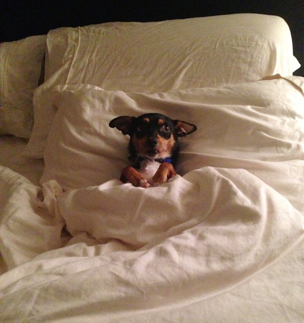 Dog In Bed