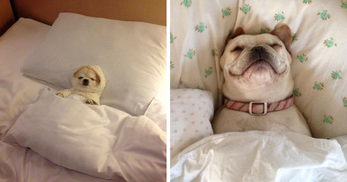 50 Sleepy Dogs Who’re Definitely Not Letting You Sleep In Your Bed Tonight