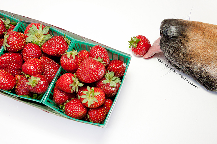 I Turned My Dog’s Food-Stealing Skills Into Art