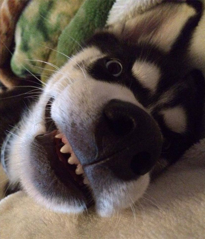 dog-tricked-facial-expression-anuko-husky-10 dog-tricked-facial-expression-anuko-husky-10