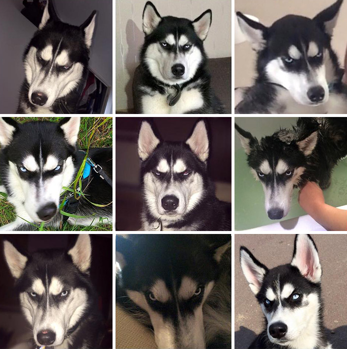 dog-tricked-facial-expression-anuko-husky-2 dog-tricked-facial-expression-anuko-husky-2