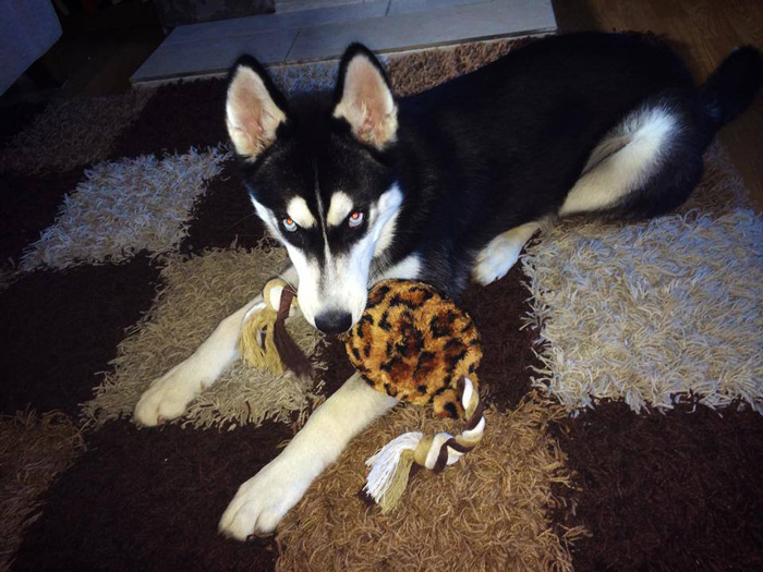 dog-tricked-facial-expression-anuko-husky-3