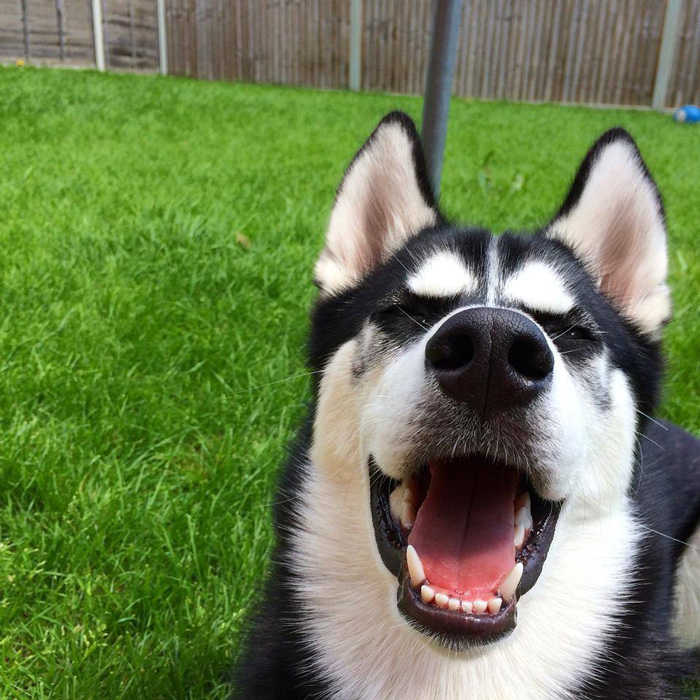 dog-tricked-facial-expression-anuko-husky-4 dog-tricked-facial-expression-anuko-husky-4