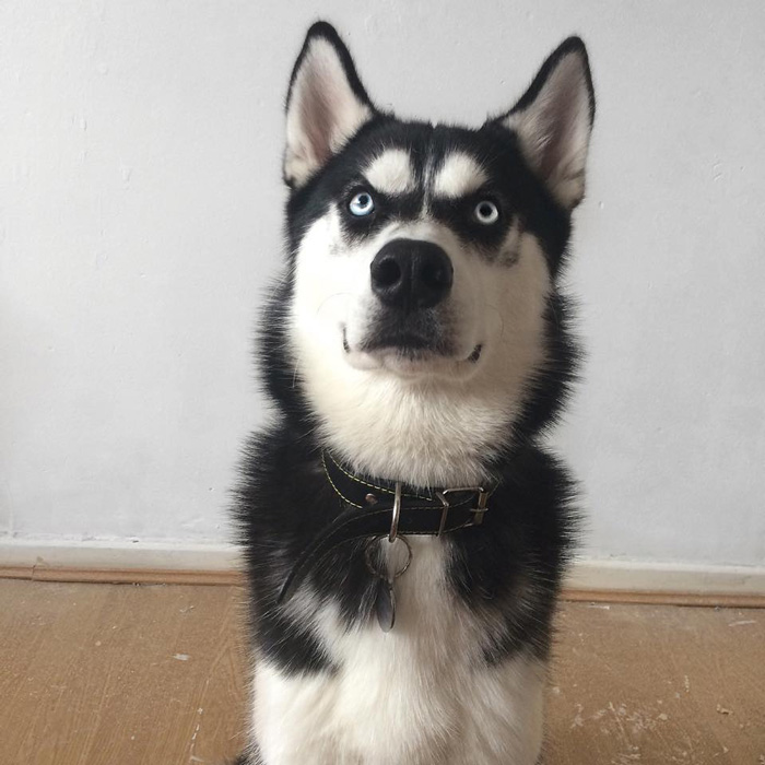 dog-tricked-facial-expression-anuko-husky-5 dog-tricked-facial-expression-anuko-husky-5