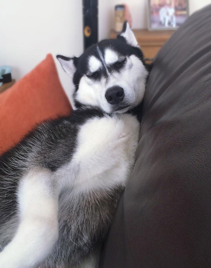 dog-tricked-facial-expression-anuko-husky-9 dog-tricked-facial-expression-anuko-husky-9