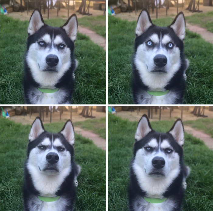 Owner Pretends To Throw Ball And Captures The Exact Moment Dog Realizes He Was Betrayed