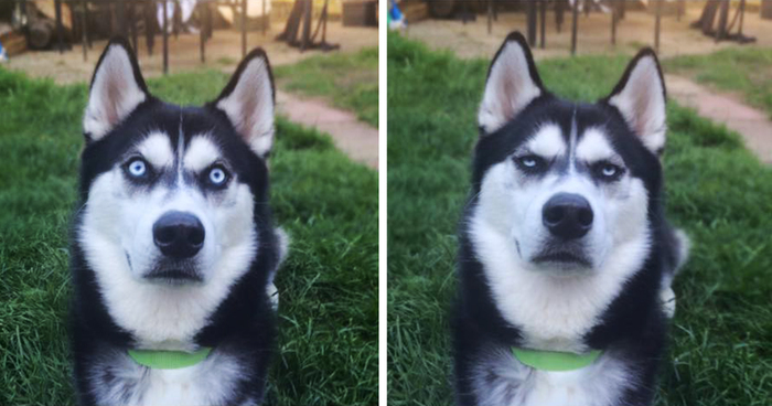 Owner Pretends To Throw Ball And Captures The Exact Moment Dog Realizes He Was Betrayed