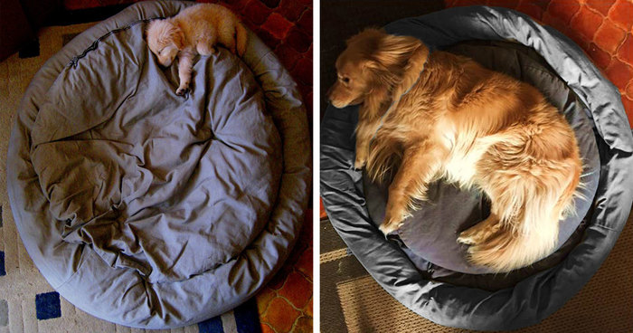 239 Before & After Photos Of Dogs Growing Up (Part II)