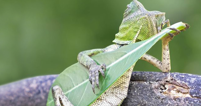 Dragon Lizard Caught Playing Leaf Guitar In Indonesia