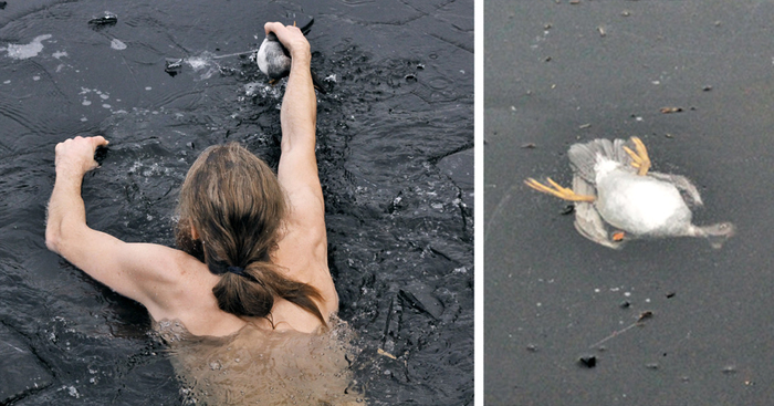 Norwegian Guy Plunges Into Frozen Lake To Rescue Drowning Duck