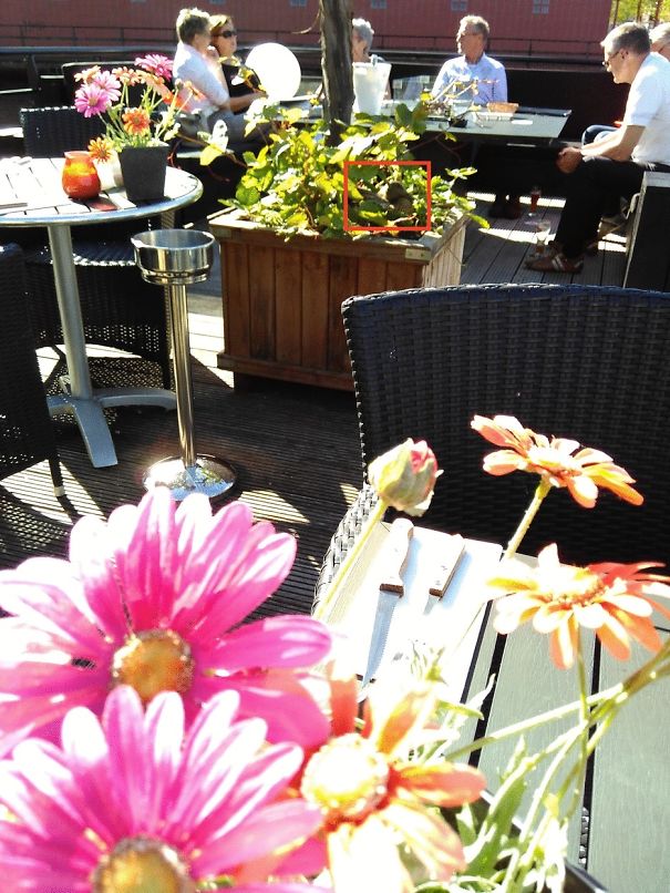 Duck On The Deck Of A Restaurant