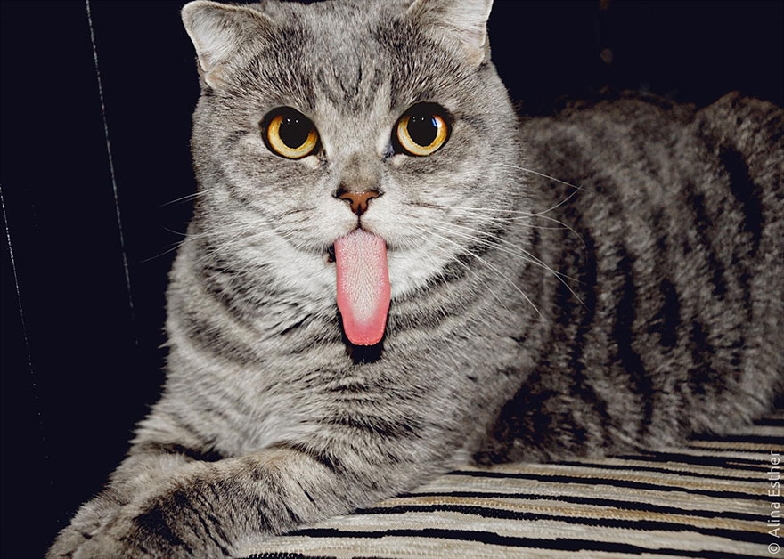 Meet Melissa, The 'Einstein' Cat Who Loves To Stick Her Tongue Ou...