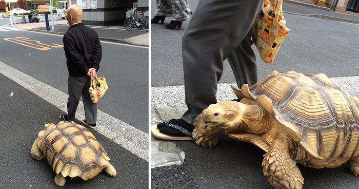 World’s Most Patient Pet Owner Walks His Giant Tortoise Through Streets Of Tokyo