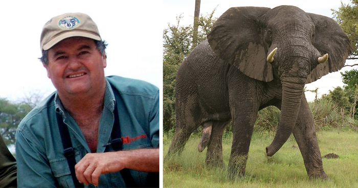 Ivory Hunter Trampled To Death By The Elephant He Was Hunting