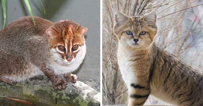 Cats That Are Disappearing From The Wild
