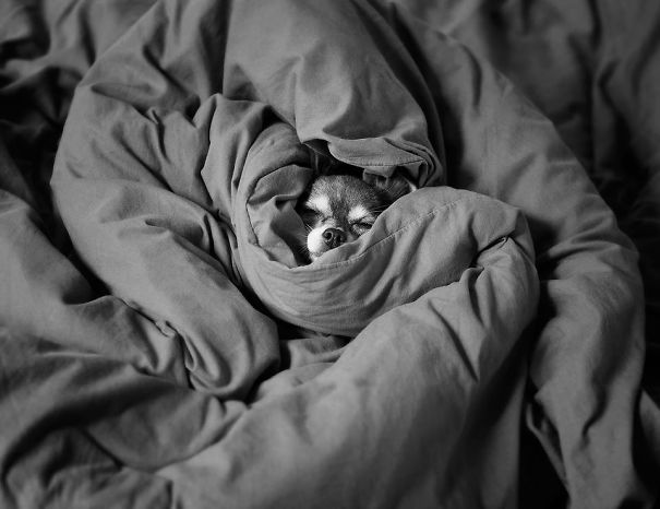 My Tiny Doggie, Warm And Cozy