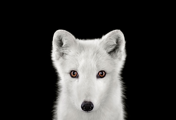 I Create Studio Portraits Of Exotic Animals Looking Directly Into The Camera