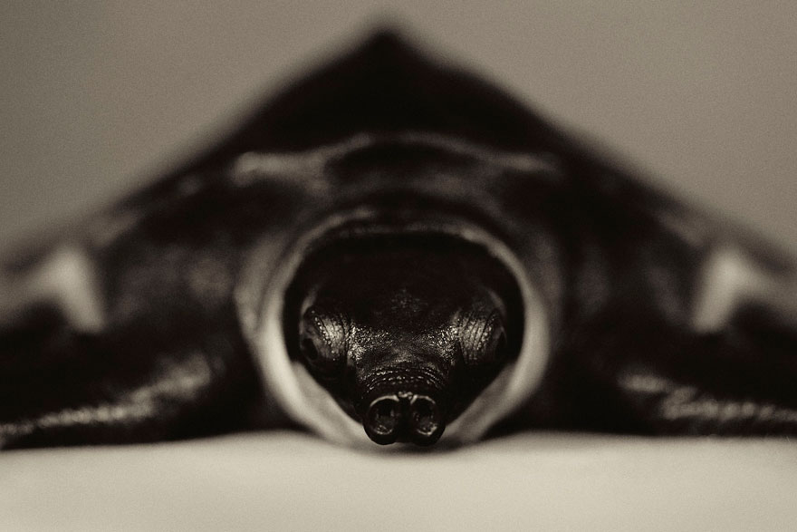 expressive-animal-portraits-human-emotions-vincent-legrange-11 expressive-animal-portraits-human-emotions-vincent-legrange-11