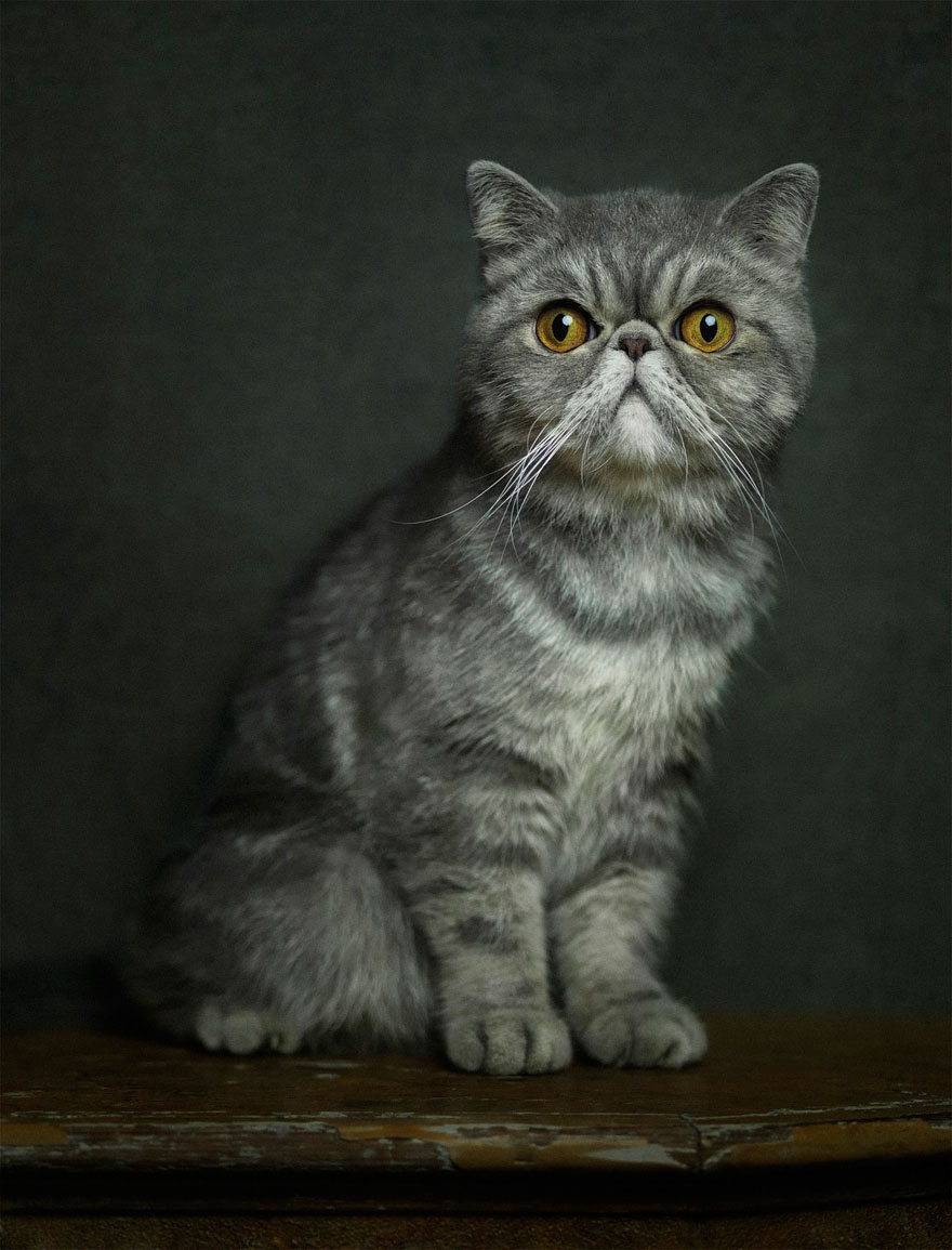 expressive-animal-portraits-human-emotions-vincent-legrange-12 expressive-animal-portraits-human-emotions-vincent-legrange-12