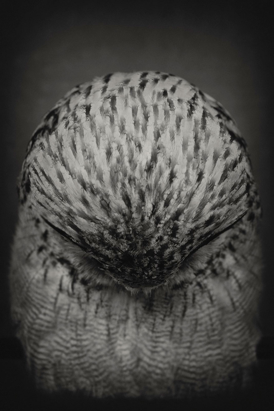 expressive-animal-portraits-human-emotions-vincent-legrange-14 expressive-animal-portraits-human-emotions-vincent-legrange-14