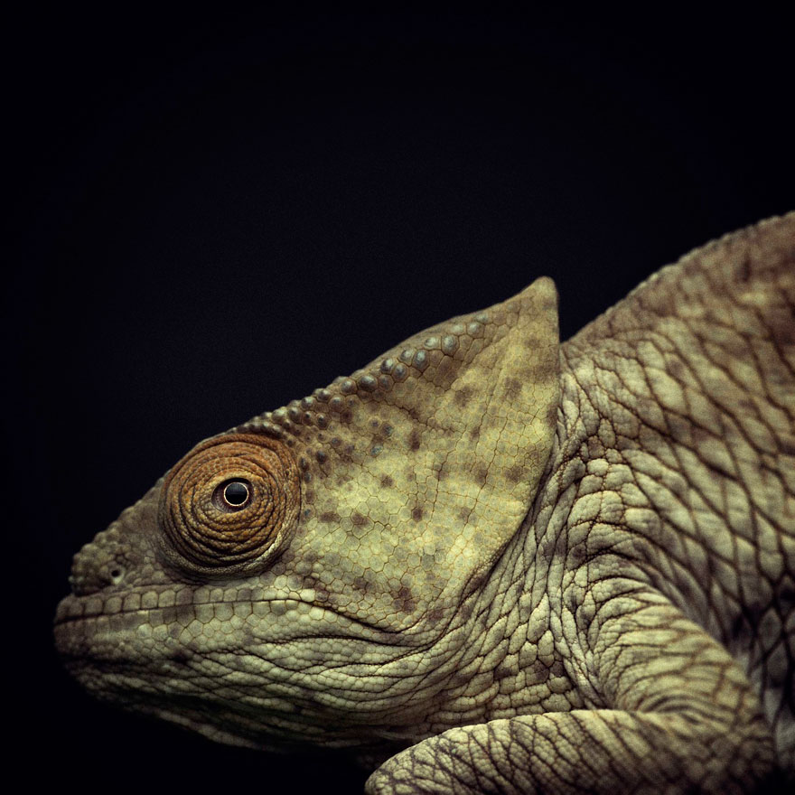 expressive-animal-portraits-human-emotions-vincent-legrange-15 expressive-animal-portraits-human-emotions-vincent-legrange-15