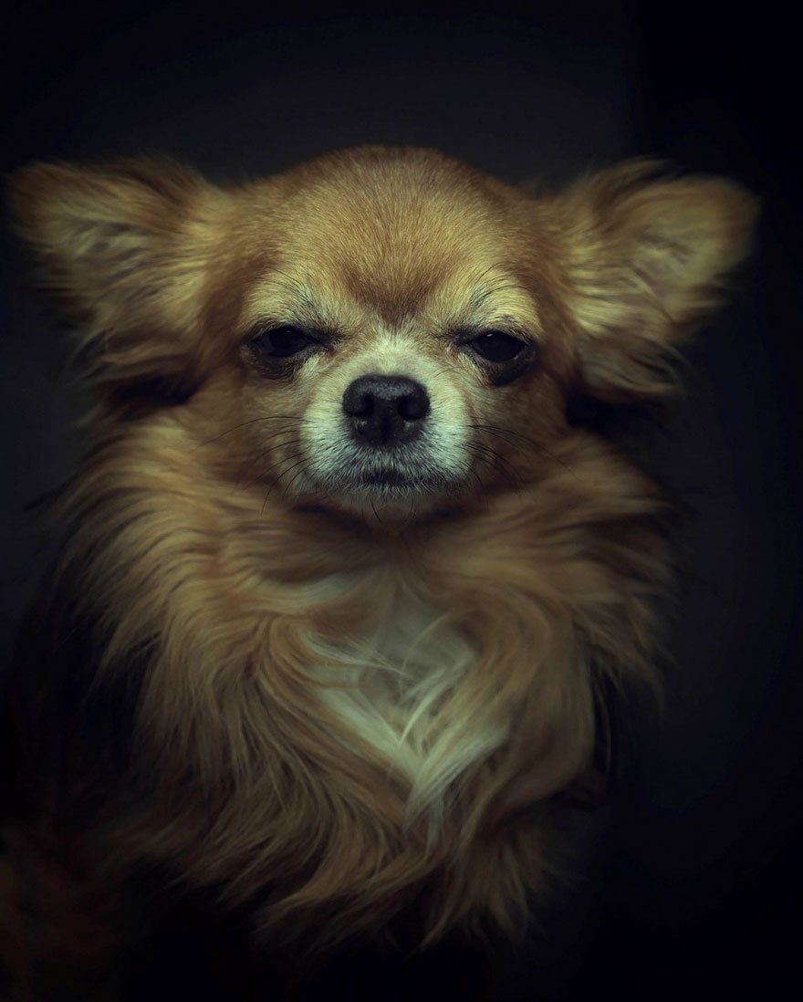 expressive-animal-portraits-human-emotions-vincent-legrange-6 expressive-animal-portraits-human-emotions-vincent-legrange-6