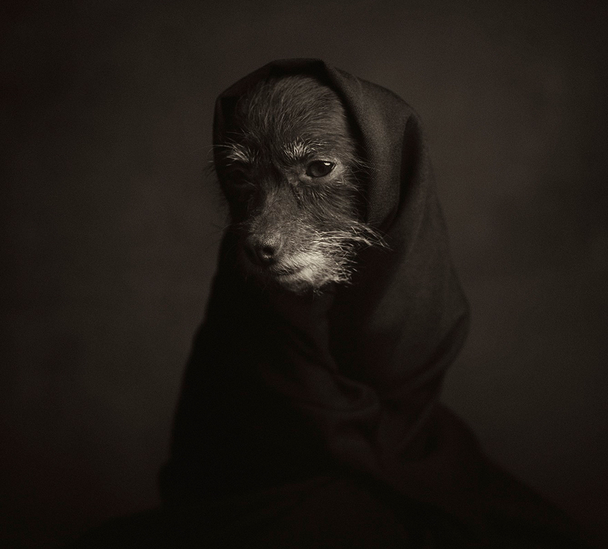 expressive-animal-portraits-human-emotions-vincent-legrange-9 expressive-animal-portraits-human-emotions-vincent-legrange-9