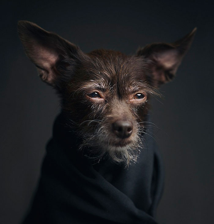 Expressive Animal Portraits Reveal Their Strong ‘Human’ Emotions