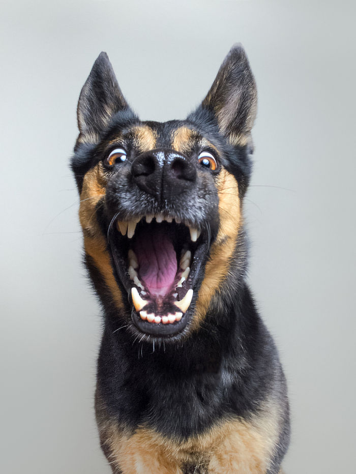 expressive-dog-portraits-elke-vogelsang-1