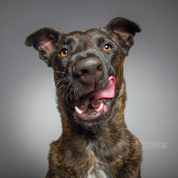 expressive-dog-portraits-elke-vogelsang-11