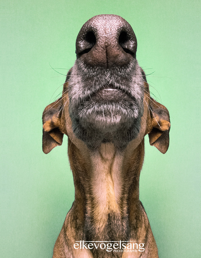 expressive-dog-portraits-elke-vogelsang-13