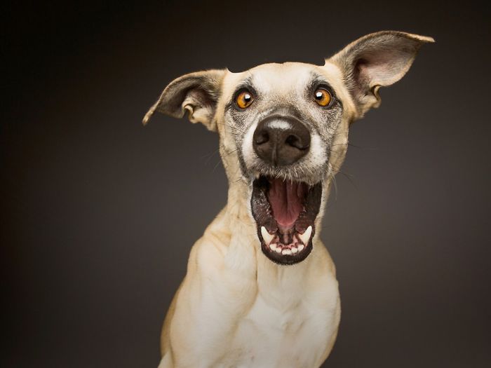 expressive-dog-portraits-elke-vogelsang-14
