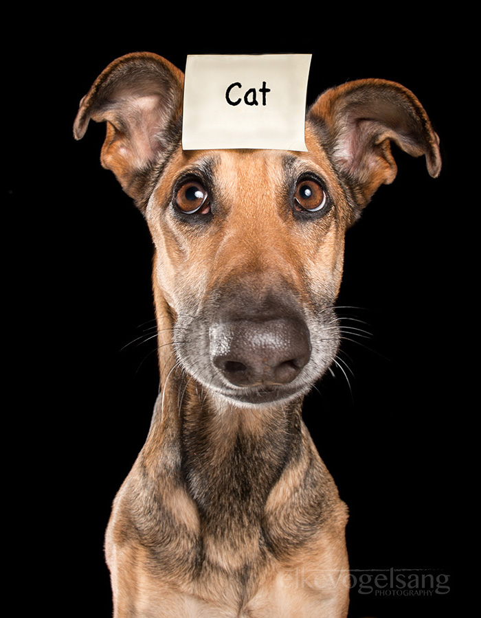 expressive-dog-portraits-elke-vogelsang-15