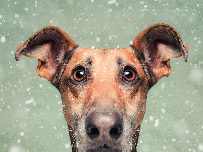 expressive-dog-portraits-elke-vogelsang-16