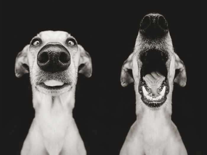 expressive-dog-portraits-elke-vogelsang-18