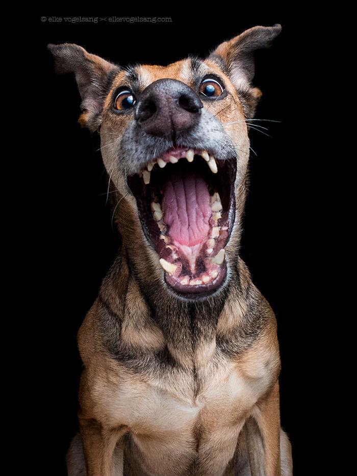 expressive-dog-portraits-elke-vogelsang-3